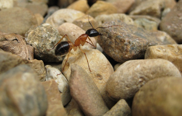 Муравей на камнях