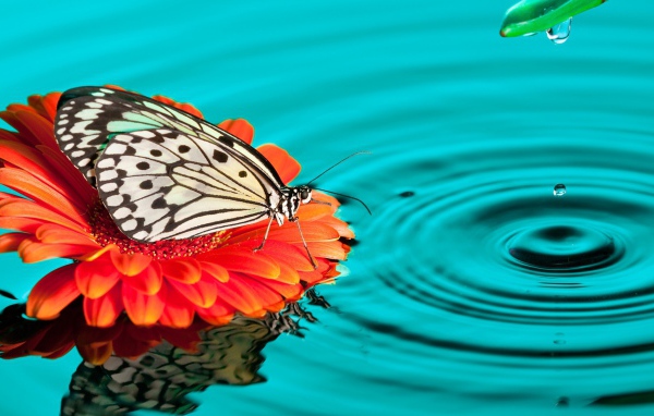 Бабочка на цветке в воде