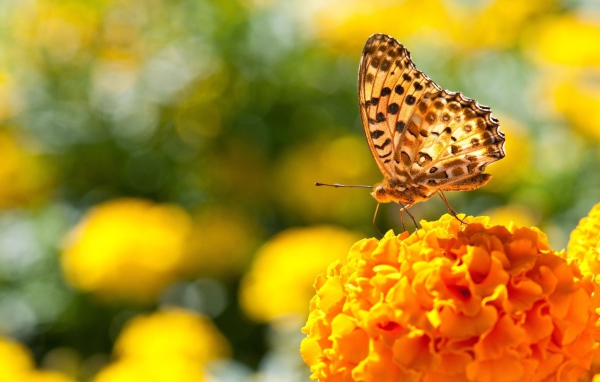 Бабочка на пышном оранжевом цветке
