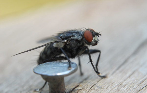 Муха у железного гвоздя