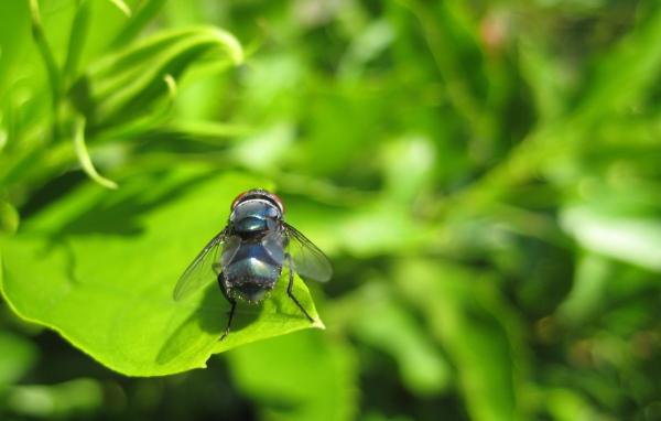 Муха на зеленом листе
