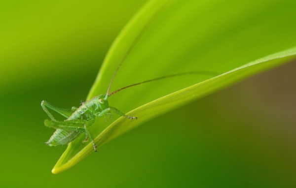 Зеленый кузнечик маскируется на листе