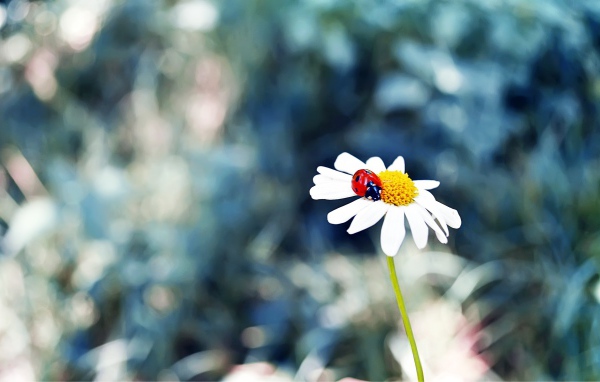 Божья коровка в сердцевине ромашки