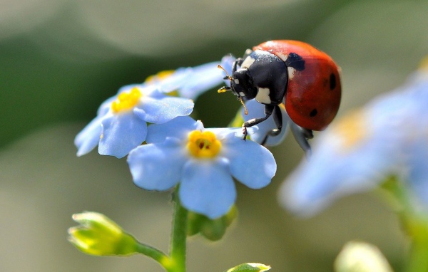 Божья коровка на цветах незабудки
