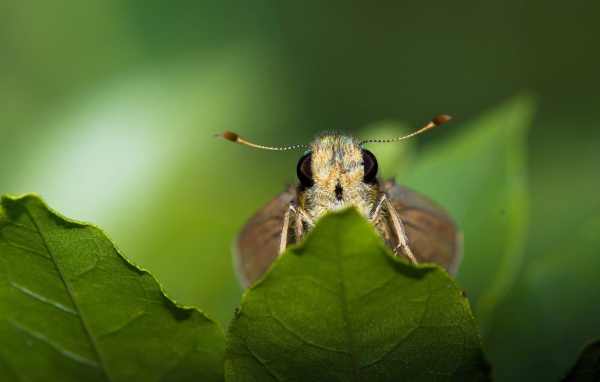 Моль спряталась за листом
