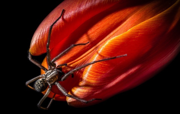 Паук на бутоне красного тюльпана