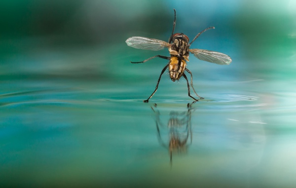 Муха на воде
