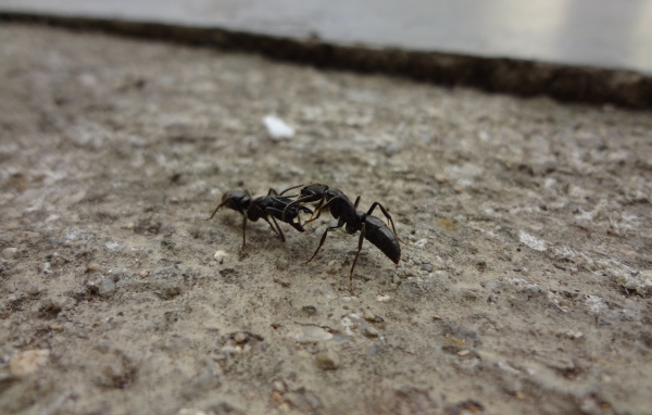 Два черных муравья на земле