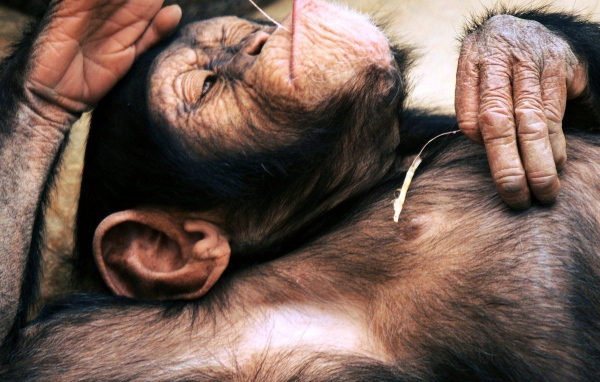 Макака лежит на спине с колоском в руке