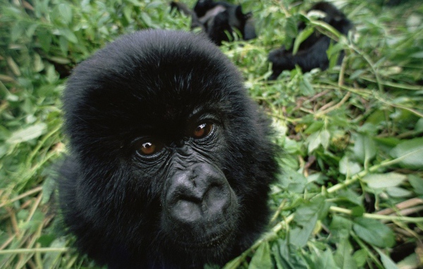 Черная обезьяна среди зарослей