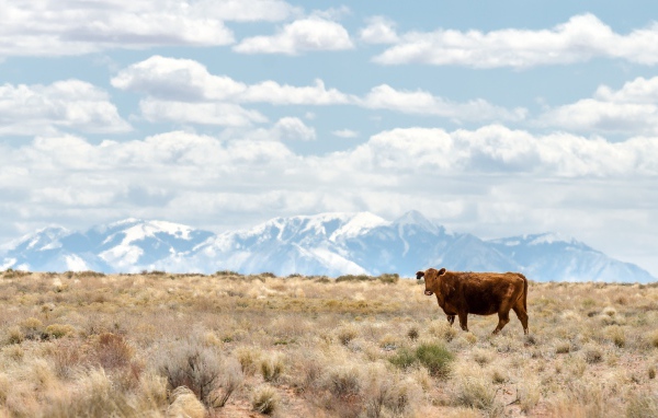 Коричневая корова на горном пастбище