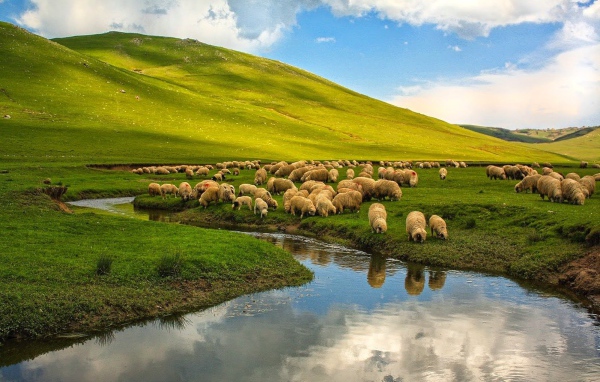 Овцы на пастбище у реки