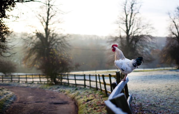 Белый петух на заборе
