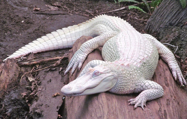 Крокодил альбинос на камне