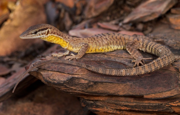 Коричневая ящерица на камне