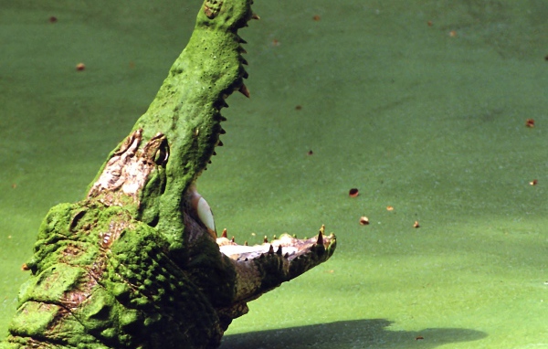 Крокодил на болоте