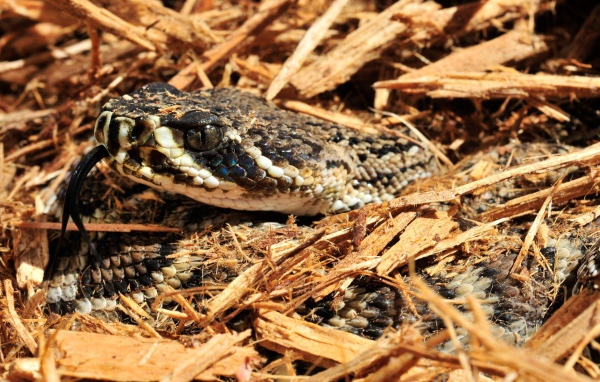 Змея в опилках