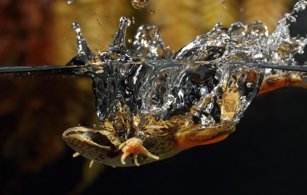 Ящерица упала в воду