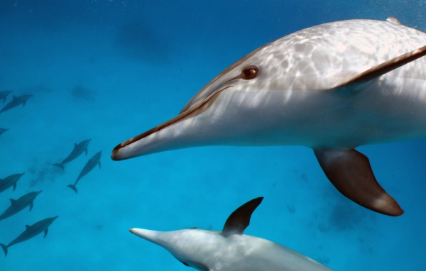 Пара белых дельфинов под водой