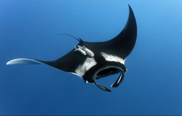 Черный скат в воде