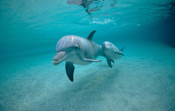 Дельфин с детенышем под водой