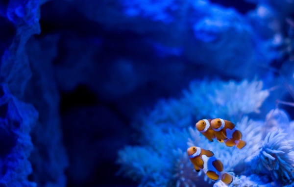 Рыбы на фоне голубых анемон