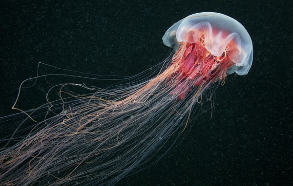 Медуза, черный фон