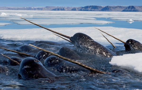 Нарвалы среди льдов