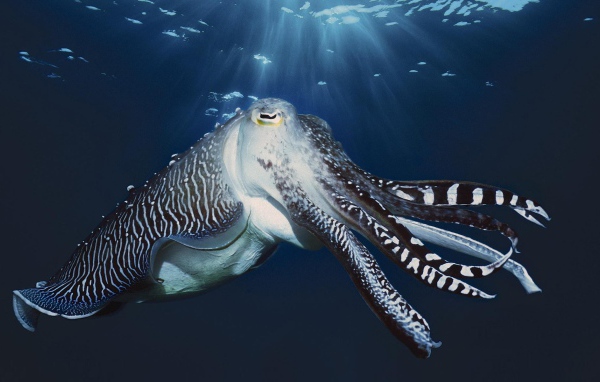 Осьминог у поверхности воды