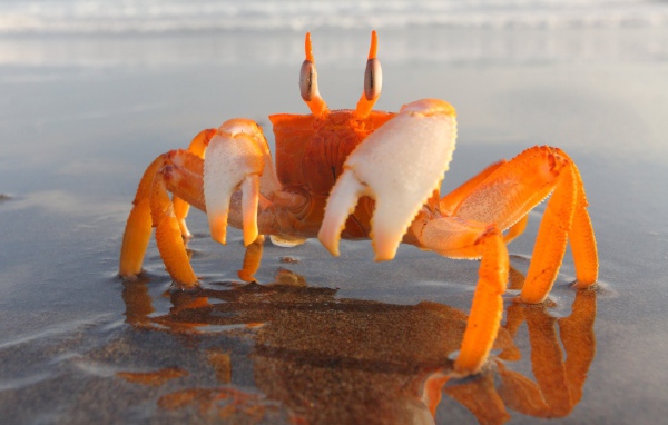 Оранжевый краб на мелководье