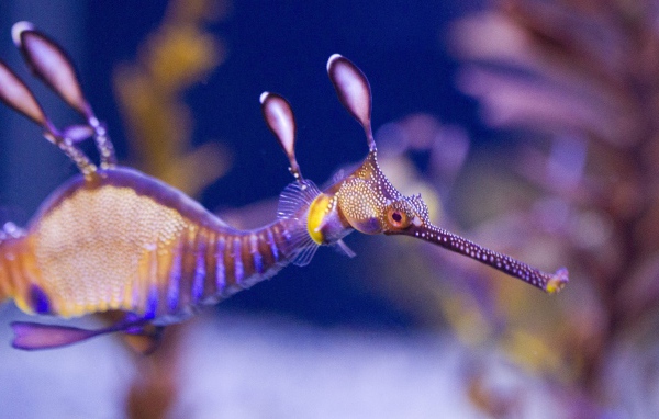 Фото прозрачного морского конька