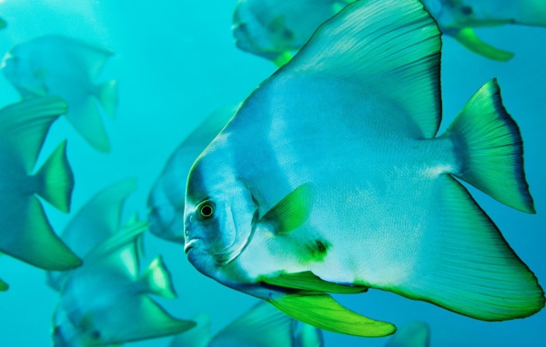 Прозрачная голубая рыба с зелеными плавниками