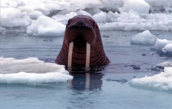 Морж в воде среди льдов