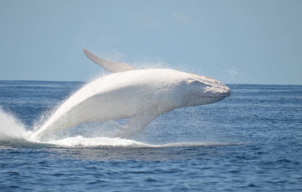 Белый кит в море