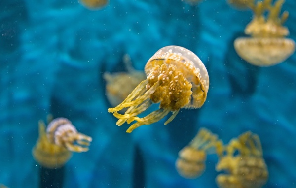 Желтая медуза в голубой воде