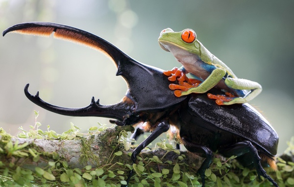 Лягушка верхом на рогатом жуке