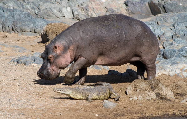 Бегемот и маленький крокодил