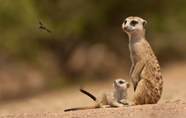 Сурки смотрят на стрекозу