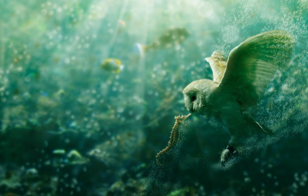 Сова и морской конек под водой