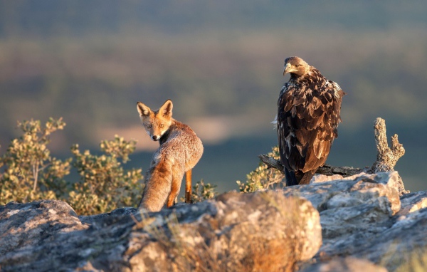 Орел и лиса на охоте