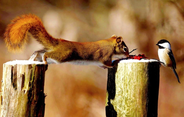 Синица и белка делят ягоды