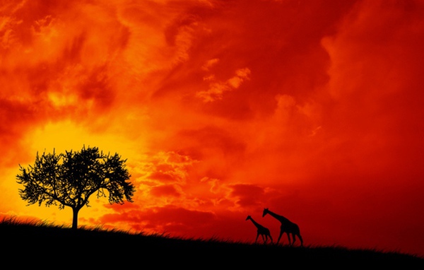 Пара жирафов на фоне красного неба