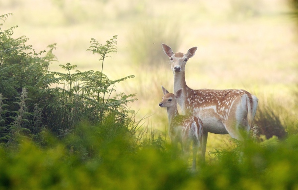 Олениха с детенышем в зарослях