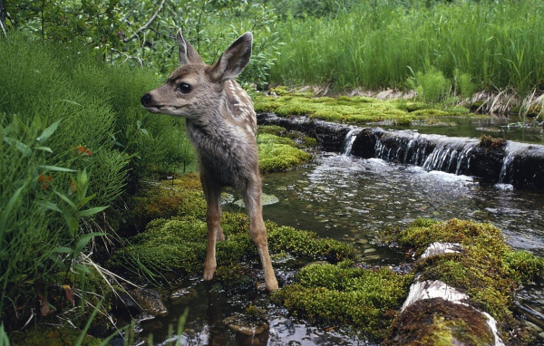 Олененок на водопое