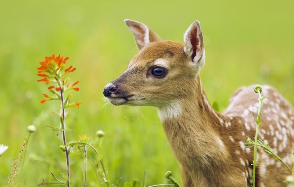 Олененок у цветка