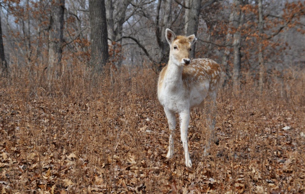 Олененок в осеннем лесу