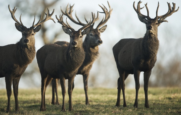 Четыре гордых оленя