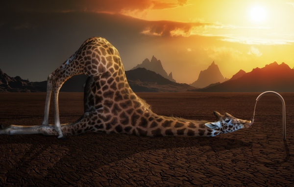Жираф пьет воду в пустыне