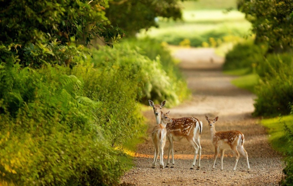 Маленькие олени на тропинке