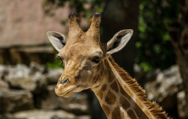Голова жирафа в зоопарке